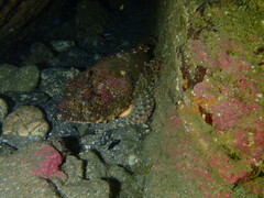 Scorpaena guttata