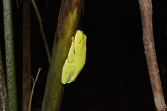 Agalychnis taylori