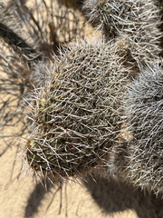 Opuntia pycnantha