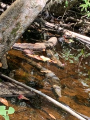 Crocodylus acutus
