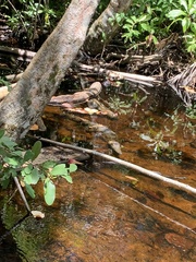 Crocodylus acutus
