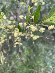 Acacia verniciflua