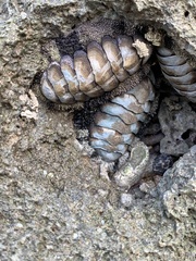 Acanthopleura granulata