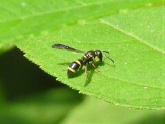 Parancistrocerus