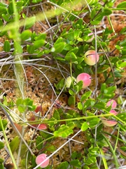Vaccinium oxycoccos