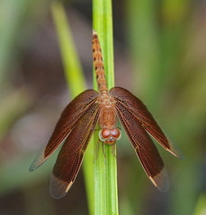 Neurothemis fluctuans