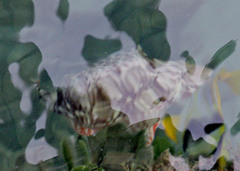 Actinopterygii