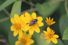 Synocoelioxys