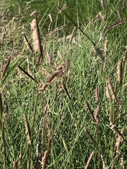 Sporobolus pumilus