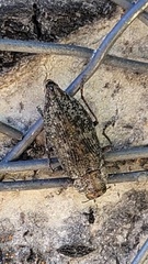 Chrysochroinae