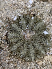Image of Actinostella flosculifera