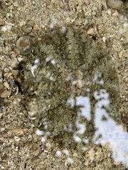 Actinostella flosculifera