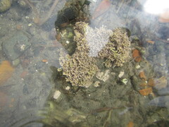 Corallina officinalis