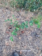 Corylus cornuta