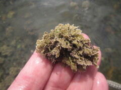 Corallina officinalis