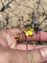 Erythrostemon pannosus