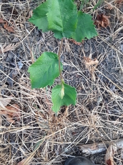 Corylus cornuta