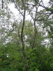 Chloroleucon mangense