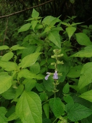 Salvia herbacea