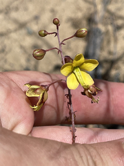 Erythrostemon pannosus