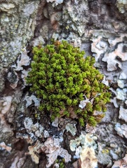 Ulota