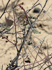 Erythrostemon pannosus