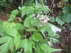 Parasenecio kamtschaticus