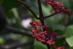 Cissus erosa