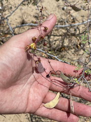 Erythrostemon pannosus