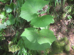 Parasenecio kamtschaticus