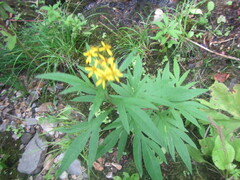 Jacobaea cannabifolia