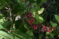 Cissus erosa