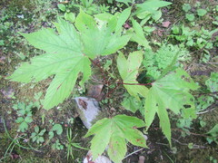 Filipendula camtschatica