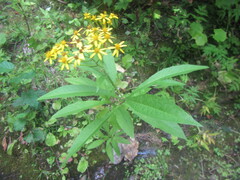 Jacobaea cannabifolia