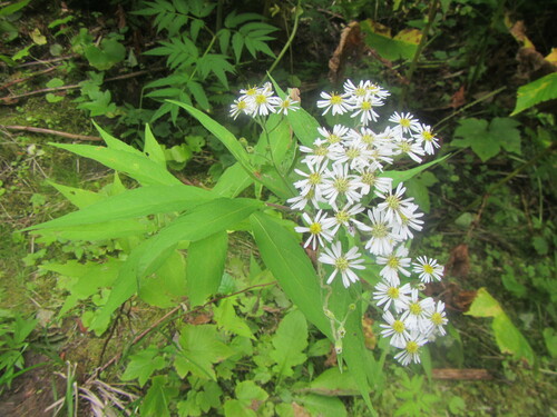 Aster glehnii iNat (2)