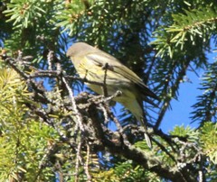 Setophaga coronata