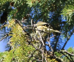 Setophaga coronata