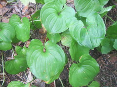 Maianthemum dilatatum