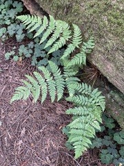 Cystopteris fragilis