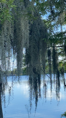 Tillandsia usneoides