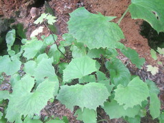 Parasenecio kamtschaticus