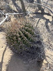Ferocactus peninsulae