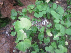 Parasenecio kamtschaticus