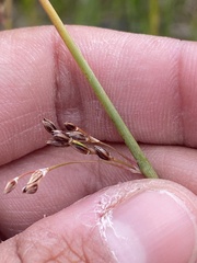 Juncus balticus ater