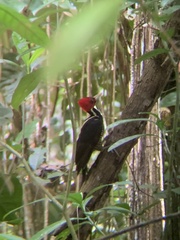 Campephilus guatemalensis