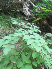 Aralia cordata