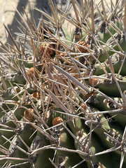 Ferocactus peninsulae