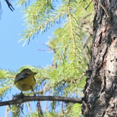 Setophaga palmarum