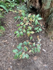 Prosartes smithii