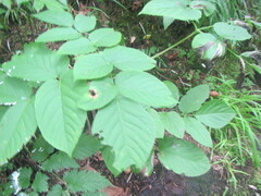 Aralia